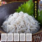 送料無料1,999円！愛媛県産 本場の朝
