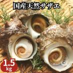  натуральный Sazae 1.5kg комплект [ местного производства * сырой еда для ..]CAS рефрижератор морепродукты барбекю BBQ. жарение, sashimi,. жарение .( размер. случайный )