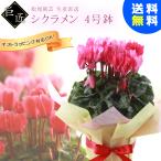送料無料 4号鉢サイズ 生産直送 巨匠のシクラメン 鉢植え 全３色　fw-2-4  誕生日プレゼント お歳暮 クリスマスプレゼント お祝い 観賞用 フラワーギフト