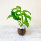  модный декоративное растение салон полки гидропоника монстера раунд ulas интерьер 