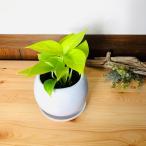 観葉植物おしゃれポトスライム4号鉢...