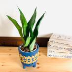 観葉植物おしゃれサンスベリアシルバ...