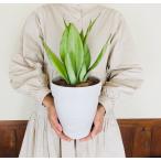 観葉植物おしゃれサボテンサンスベリ...