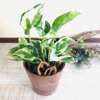  декоративное растение модный pothos темно-красный .i дерево. аромат . делать 3 номер ... есть интерьер подарок 