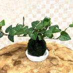  кокэдама Heart ivy маленький бонсай поддонник имеется интерьер декоративное растение 