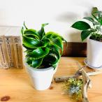  декоративное растение модный o- Ran pot драцена Tornado . ввод belabon.. декоративное растение интерьер перемещение подарок 