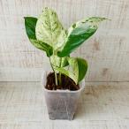  модный декоративное растение корень . видно горшок монстера epi pre nam мрамор темно синий Park ta. ввод belabon.. интерьер суккулентное растение цветочный горшок 