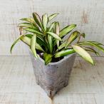 おしゃれ　観葉植物　根が見える鉢　ホヤ　ケンティアナ斑入り　ベラボン植え　インテリア　多肉植物　植木鉢