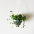 fi rental автомобиль ng сирень ...gajuma Rene gami L рукоятка King belabon.. интерьер модный декоративное растение грузоподъемность .. цветочный горшок 