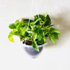 ポトスゴールデンネガミエルハンキン...