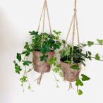 おしゃれ観葉植物吊り下げ壁掛けイン...