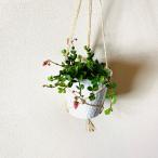 壁掛け　オシャレ　カランコエフィフィ　4