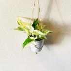  орнамент стиль pothos мрамор Queen 4 номер белый ракушка горшок интерьер декоративное растение 