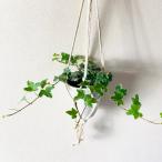  модный декоративное растение подвешивание ниже орнамент интерьер ivy товар вид случайный полет вешалка 4 номер 