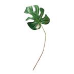  садоводство растения Kei zbireji модный [ монстера pick -TG-49]