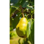 2025 год 12 месяц отправка иллюзия. груша обыкновенная ru*rek che 3kg дозревание передний клиент самостоятельно дозревание сделайте пожалуйста 