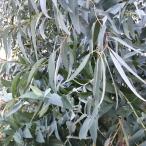 ユーカリ・グロブルス 種子 | エッセンシャルオイルにも使われる 育てやすいユーカリ | ハーブ木 樹木 種子