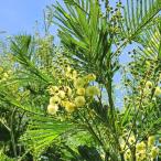 アカシア・メアンシー 種子 | モリシマアカシア - 淡い黄色の花のミモザ - 種子