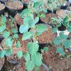  эвкалипт *kladokaliks*nana семена |dowa-f*shuga- жевательная резинка -. зеленый цвет. яйцо типа лист - семена 