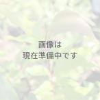ユーカリ・ピペリータ 種子 | 別名：ユーカリ・シドニーペパーミント | ハーブ木 樹木 種子