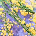  Akashi a* темно синий feruta семена | золотой верх - уникальный маленький лист . популярный mimo The - семена 