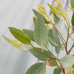  эвкалипт * You ti белка семена | половина выдерживающий соль .. есть крепкий . вид - семена 