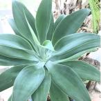  агава *a тенор ta семена | лиса tail - super прекрасный .. форма - семена 