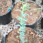  эвкалипт *o Leo sa семена |. масло ..... имя - семена 