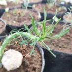 天荒竜種子|ユーフォルビア・カプト...