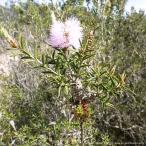 me RaRe uka*s Tria -ta семена | Sand * мед mart ru- розовый цвет. щетка форма. цветок. o-ji- растения - семена 