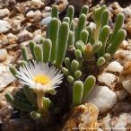 モニラリア・モニリフォルミス 種子 | バニー・イヤー