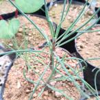 o тонн na* протектор семена |ko- Dex, суккулентное растение - семена 