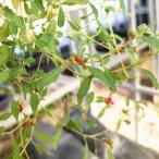  следы lip Rex * semi ba машина ta семена | Австралия * соль втулка - Австралия. меньше. соль втулка - семена 