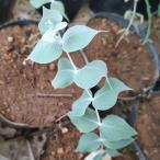  эвкалипт *kru Kiss семена | серебряный * Marie - белый .. есть синий зеленый лист - семена 