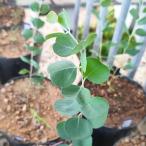  эвкалипт * web s терьер na семена | Heart leaf * эвкалипт - красный коричневый. .- семена 