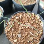 o-nisoga Ram семена | луковица растения - семена 