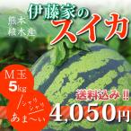 伊藤家のスイカＭ玉　大玉　熊本県植木スイカ（植木西瓜）