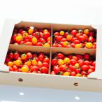  Kumamoto производство Aiko помидор примерно 3 kilo [003] сельское хозяйство дом san прямой запас . пестициды культивирование высшее . фрукты помидор мини помидоры овощи ... подарок подарок праздник 