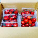  Kyushu Kumamoto производство мини помидоры примерно 1kg 5 упаковка (200g×5)2S~2L не комплект (002) овощи фрукты Kumamoto еда . помидор 