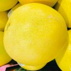 ショッピング馬刺し 【選果落ち 訳あり商品】熊本県産 晩白柚 ばんぺいゆ 訳あり 1玉 (約1.5kg〜約2kg)【003】フルーツ 熊本県 特産 熊本 柑橘類 柑橘  規格外 家庭用 贈答不可