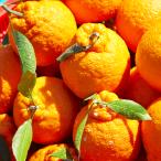 ショッピングデコポン 熊本県産 JAデコポン 箱込み 約1.5kg 秀品 【003】ギフト 贈り物  フルーツ お取り寄せ みかん 蜜柑 ミカン 高級 熊本 柑橘類