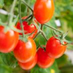 [ выбор ... товар с некоторыми замечаниями ] Kumamoto производство Aiko помидор примерно 2 kilo [003] размер не комплект Kumamoto префектура производство помидор Aiko высшее . фрукты помидор мини помидоры овощи ...