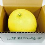 ショッピング馬刺し 【選果落ち 訳あり商品】熊本県産 晩白柚 小 ばんぺいゆ 訳あり 2玉 (1玉あたり約1kg前後)【003】フルーツ 熊本県 特産 熊本 柑橘類 柑橘  規格外 家庭用