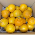 【選果落ち 訳あり品】熊本県産 デコみかん 不知火柑 約10kg 箱込み 規格外 訳あり品 【003】サイズ不揃い 家庭用 フルーツ みかん 蜜柑 ミカン 柑橘類 柑橘