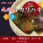 カワハギ 4尾 約1.3kg 九州産 旬 活魚 活締め 送料無料