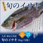 イサキ 3.0kg 5尾 九州 熊本 天草産 旬 鮮魚 活魚 送料無料
