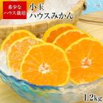  подарок на Bon Festival 2025 мандарин маленький шар house мандарин .. фрукты 1.2kg 2S размер Kumamoto префектура производство прямая поставка от производителя бесплатная доставка 3-7 предприятие дней в течение отправка предположительно суббота, воскресенье и праздничные дни за исключением 