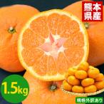 訳あり大粒 みかん 1.5kg 送料無料 2セットで1セット分、3セットで3セット分増量 青島系 みかん 複数セットは1箱におまとめ 1月下旬-2月中旬頃より順次出荷