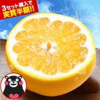 ランキング1位獲得 河内晩柑 訳あり みかん 和製グレープフルーツ 1.5kg 送料無料 夏文旦 晩柑 家庭用 グレープフルーツ 1-5営業以内発送予定(土日祝除く)