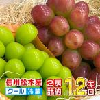 松本市波田産 クイーンルージュ & シャインマスカット セット 大きめ各1房 計約1.2kg 生産者から直接入荷の大房! 9月中旬より発送開始